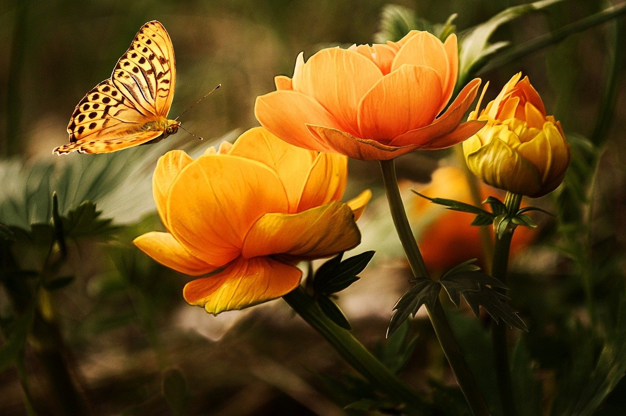flowers, beautiful flowers, butterfly-19830.jpg